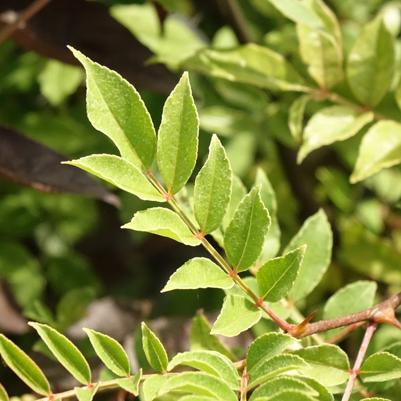 Zanthoxylum americanum - Frassino spinoso (Foliage)
