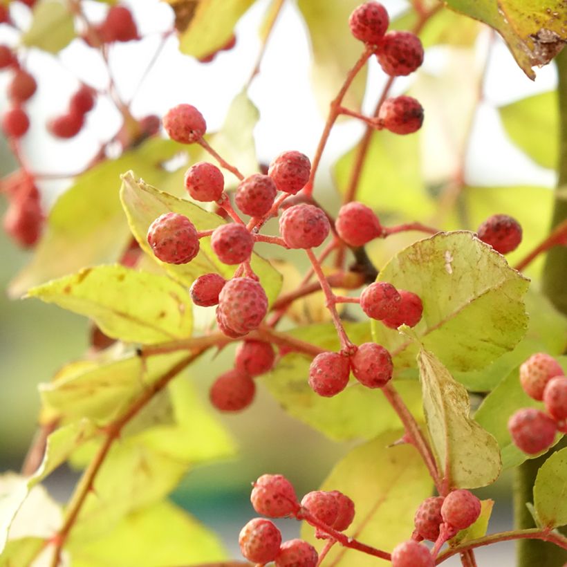 Zanthoxylum americanum - Frassino spinoso (Harvest)