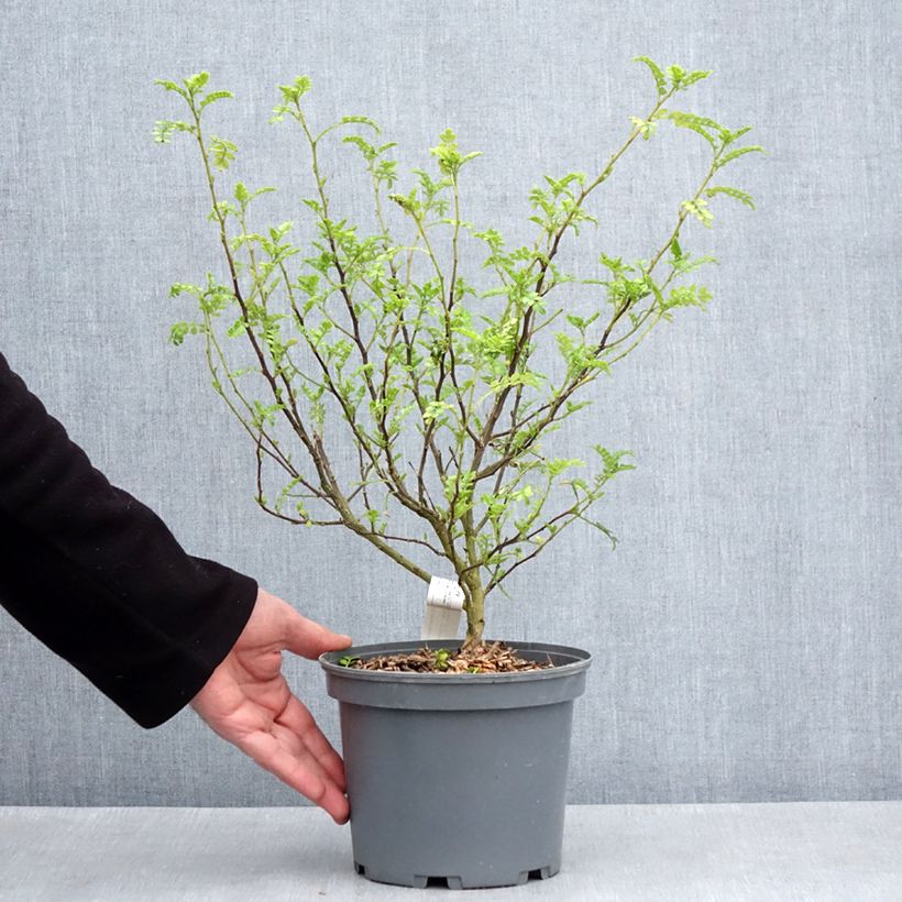 Zanthoxylum beecheyanum - Pepe giapponese Vaso da 3L/4L esemplare consegnato in primavera