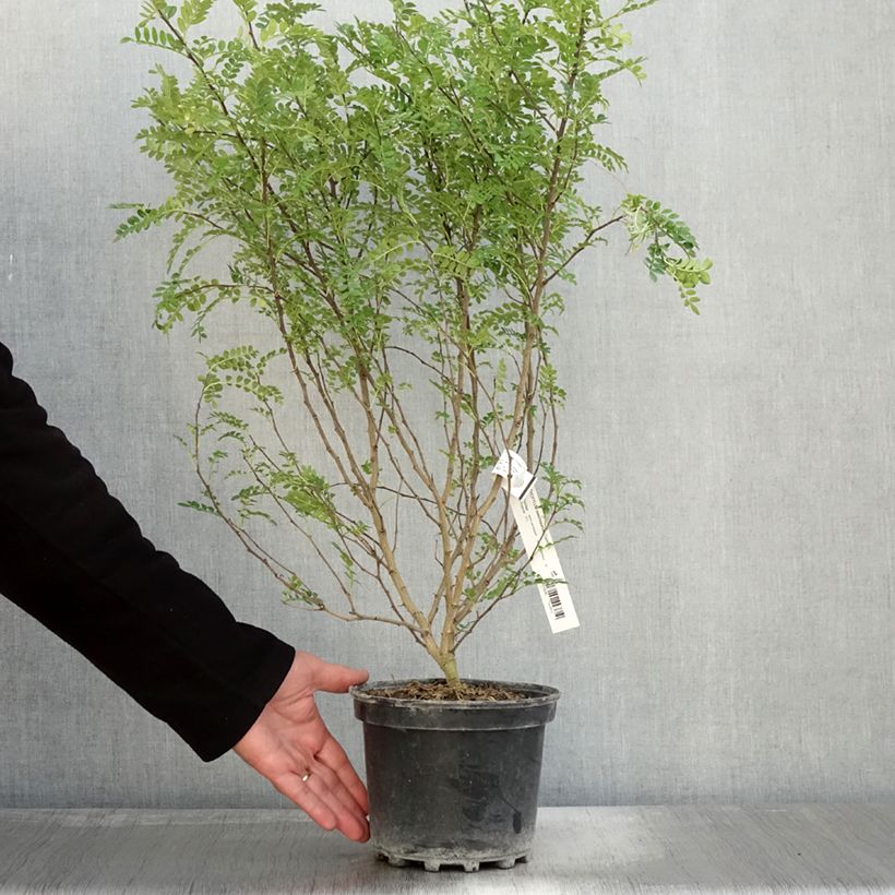 Esemplare di Zanthoxylum beecheyanum - Pepe giapponese Vaso da 3L/4L come consegnato in autunno