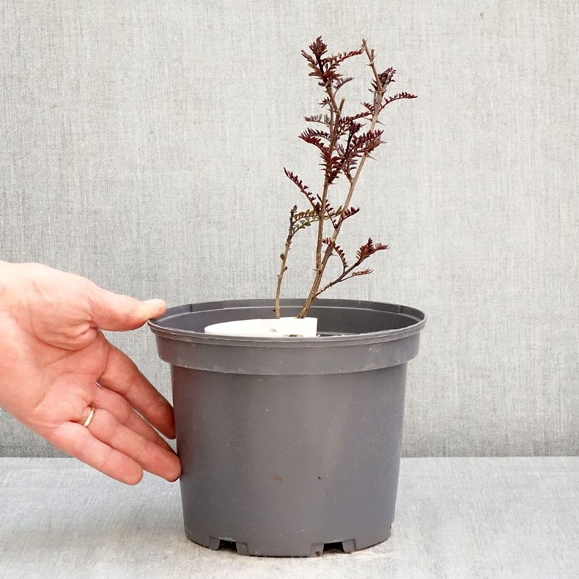 Zanthoxylum piperitum Black Magic - Pepe di Sichuan Vaso da 2L/3L esemplare consegnato in primavera