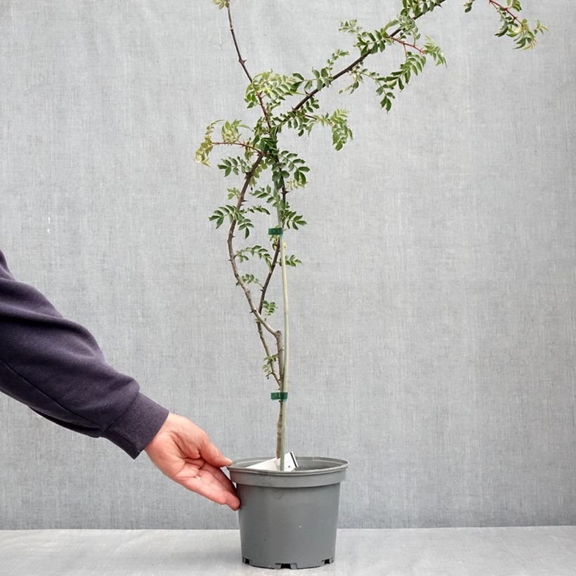 Example of Zanthoxylum schinifolium - Pepe di Sansho Vaso da 3L/4L as you get in printemps