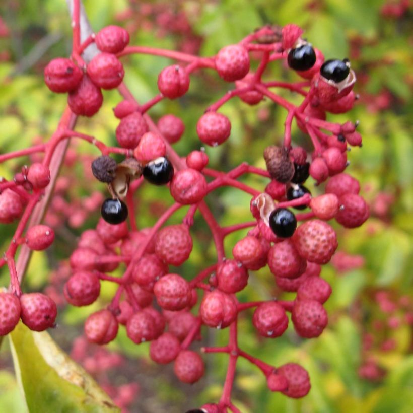 Zanthoxylum simulans - Pepe del Sichuan (Raccolta)