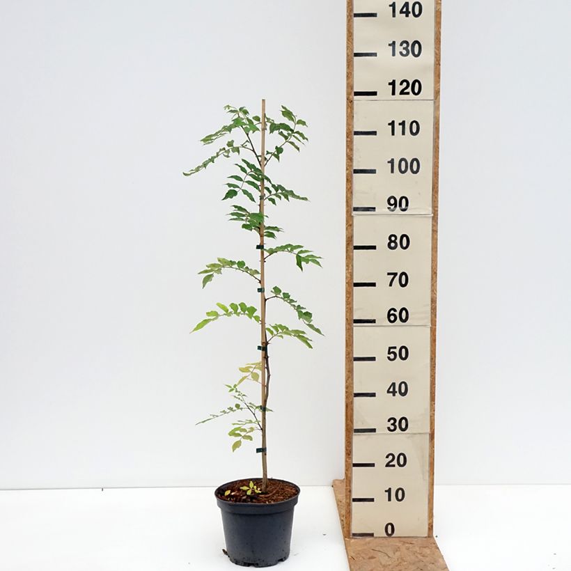 Example of Zanthoxylum simulans - Pepe del Sichuan Vaso da 4L/5L as you get in automne