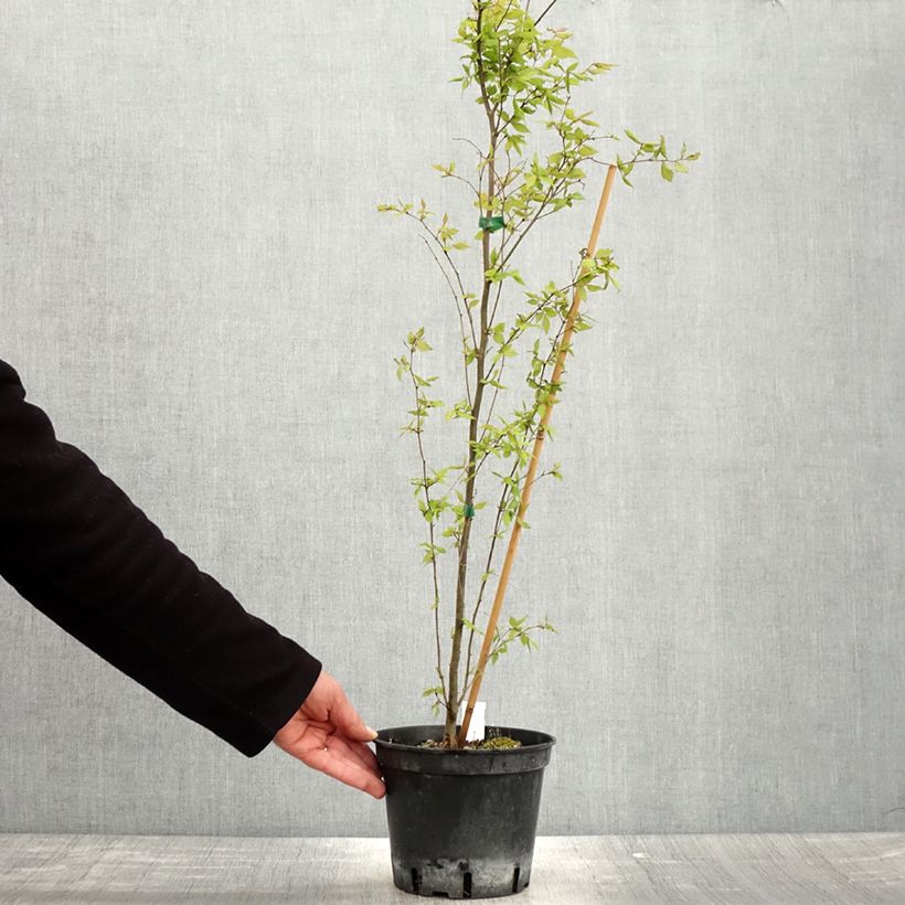 Example of Zelkova serrata - Zelkova giapponese Vaso da 3L/4L as you get in printemps