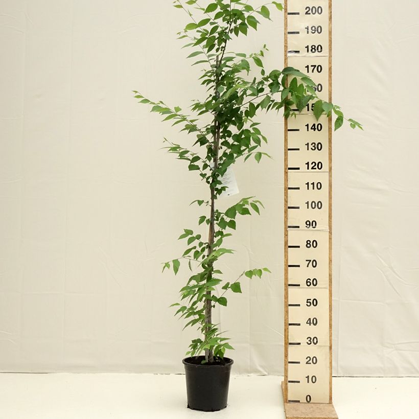 Example of Zelkova serrata - Zelkova giapponese Vaso da 7,5L/10L as you get in printemps