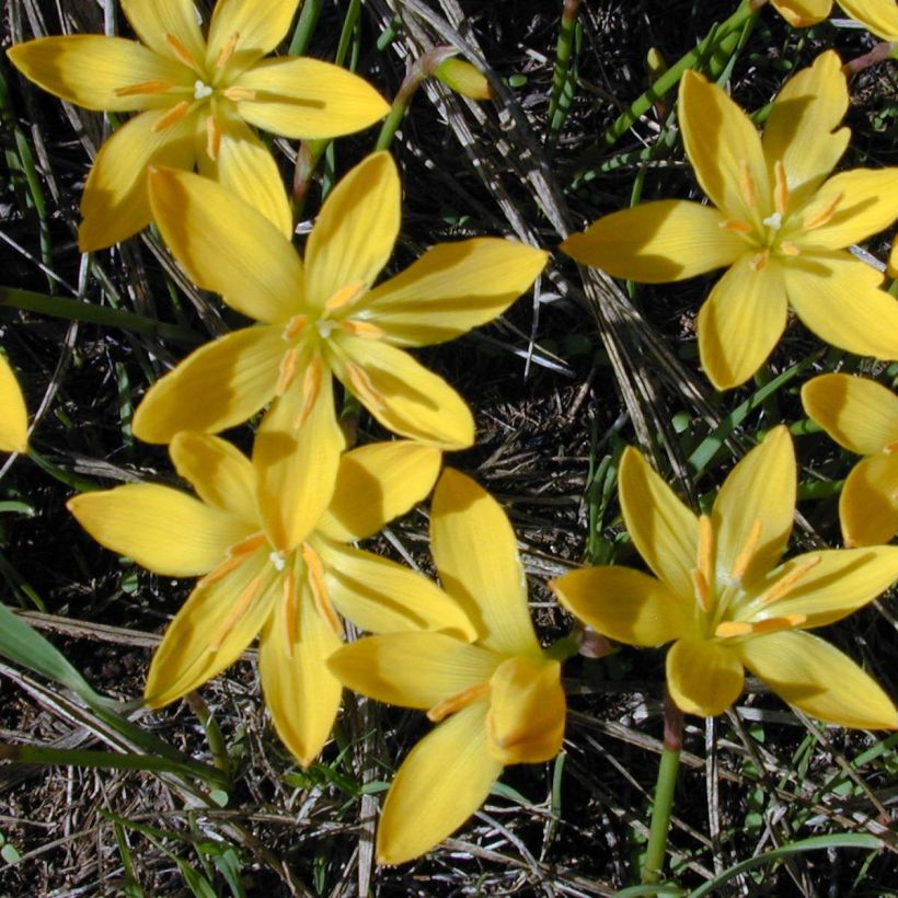 Zephyranthus citrina (Fioritura)