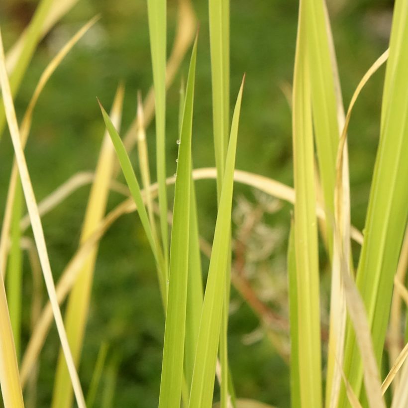 Zizania latifolia - Zizania latifoglia (Fogliame)