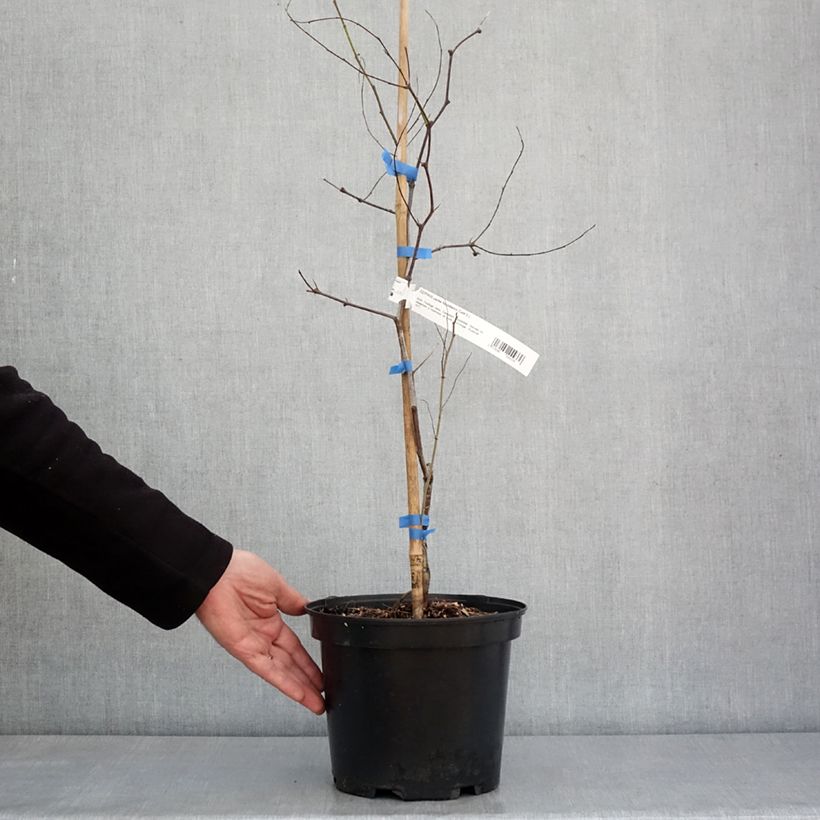 Ziziphus jujuba Abundance - Giuggiolo Vaso da 3L/4L esemplare consegnato in inverno