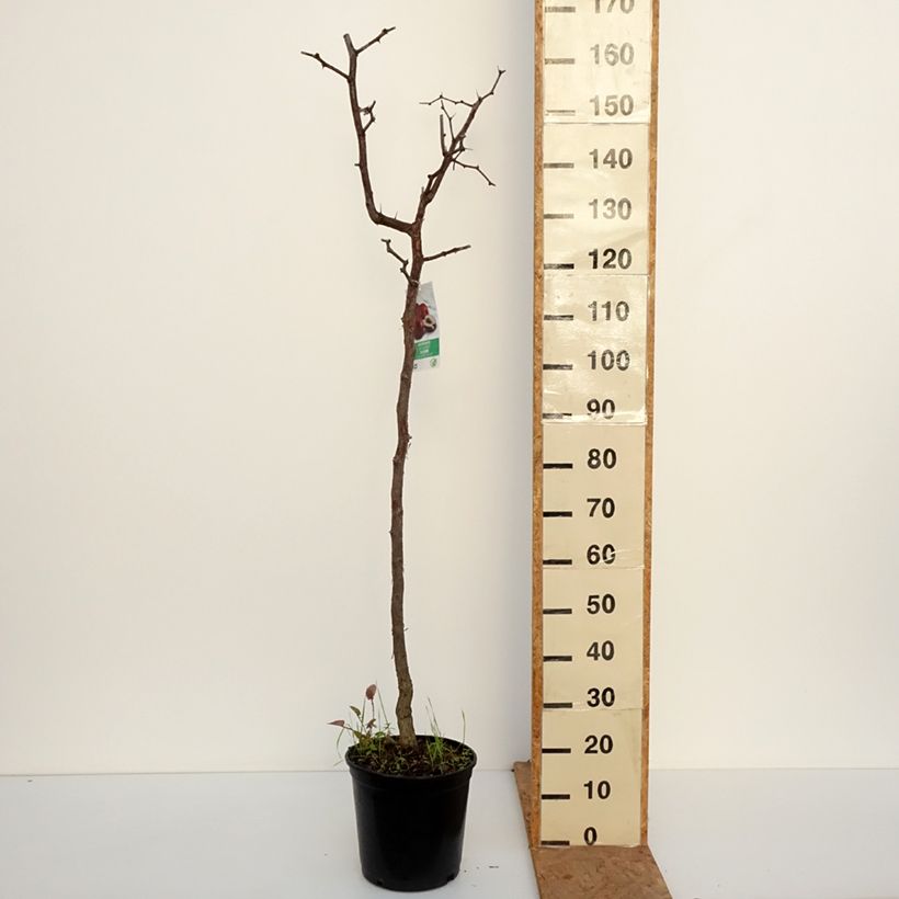 Esemplare di Ziziphus jujuba - Giuggiolo Vaso da 12L/15L come consegnato in autunno