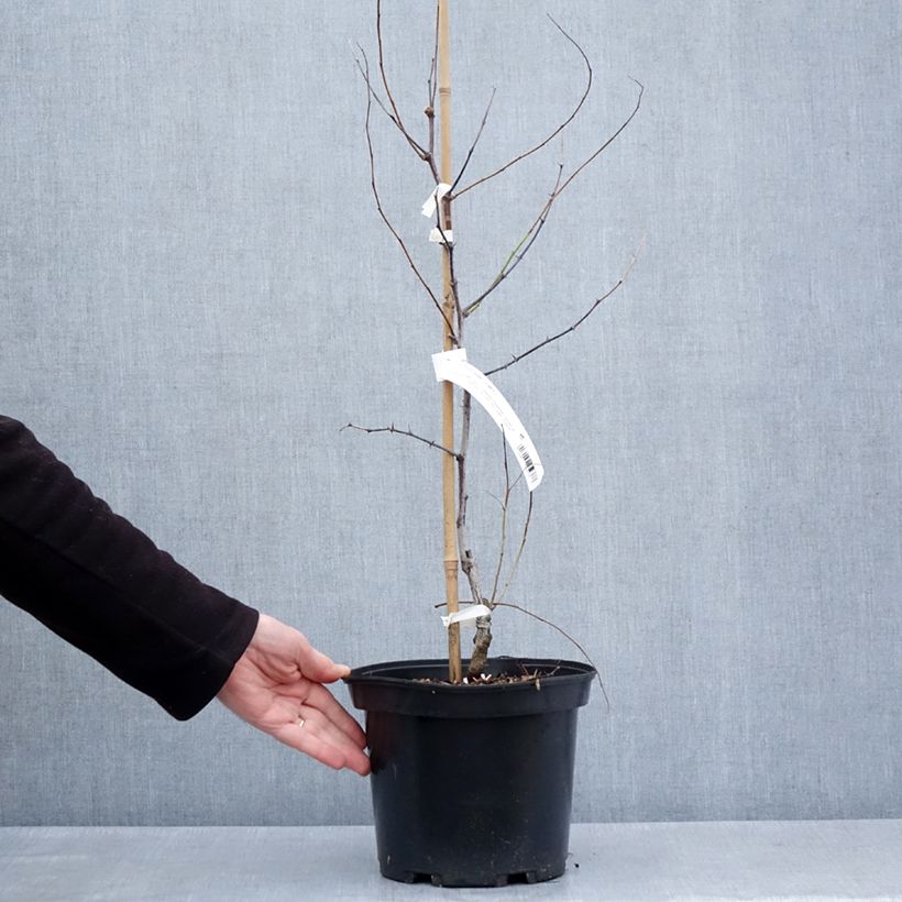 Ziziphus jujuba Li - Giuggiolo Vaso da 2L/3L, A cespuglio esemplare consegnato in primavera