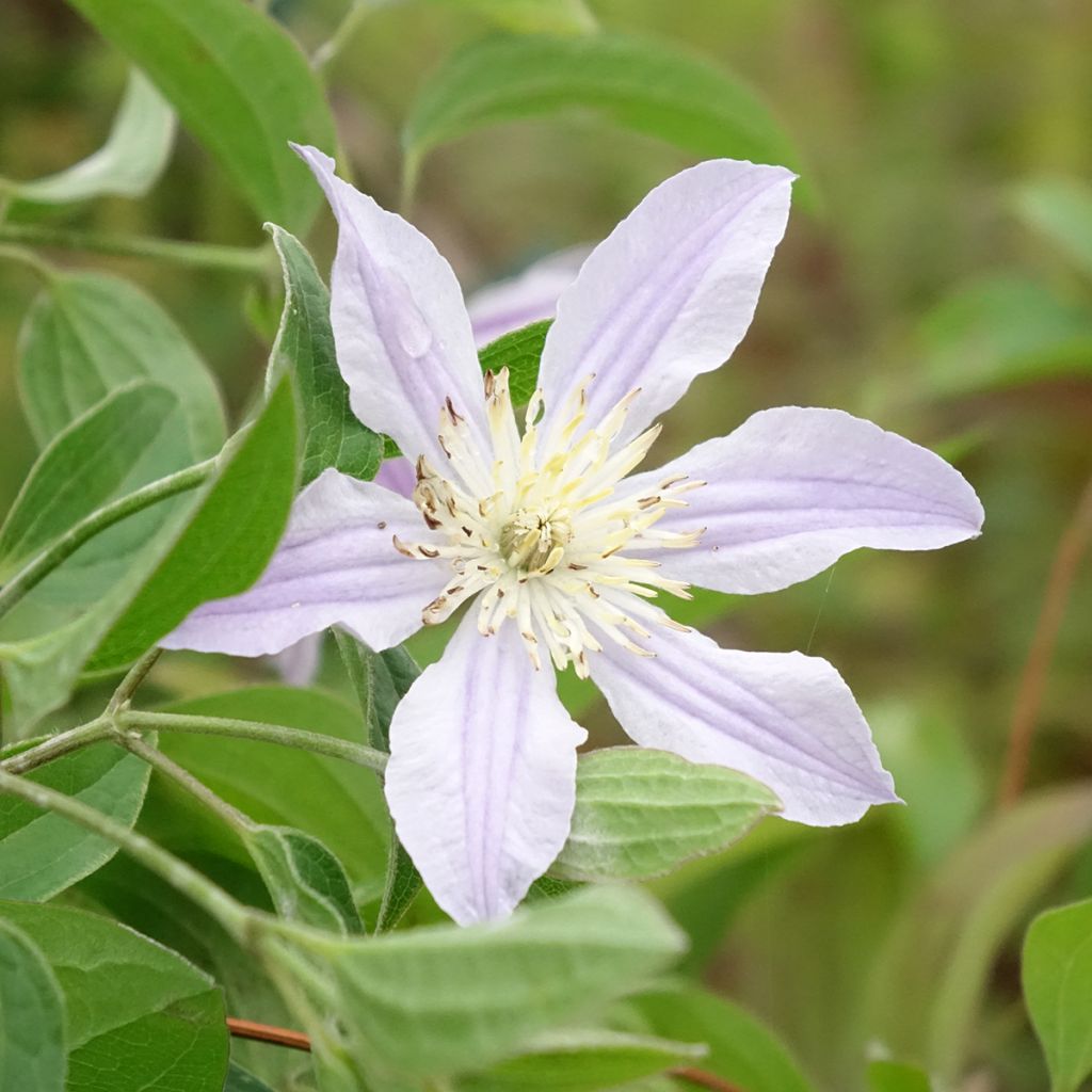 Clematis Clematis River Star - Clematide