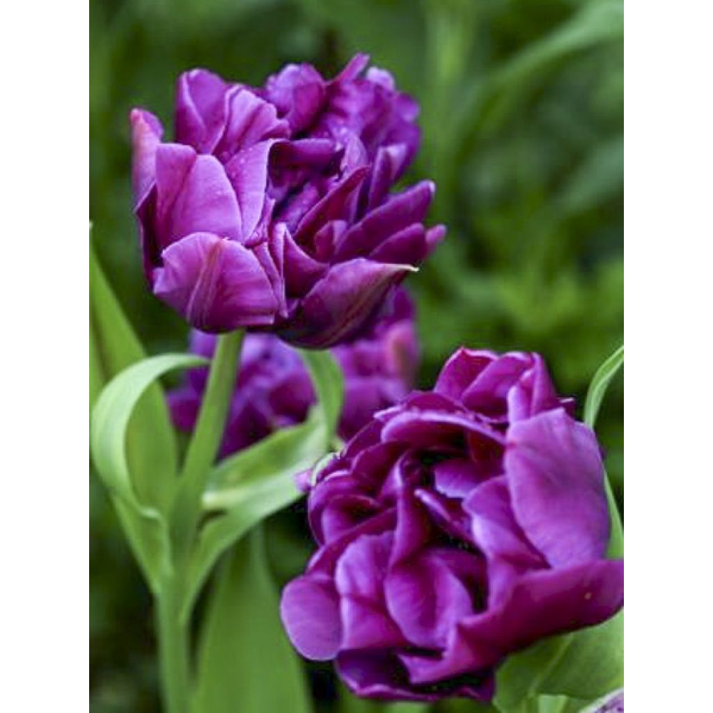 Tulipano Purple Pion
