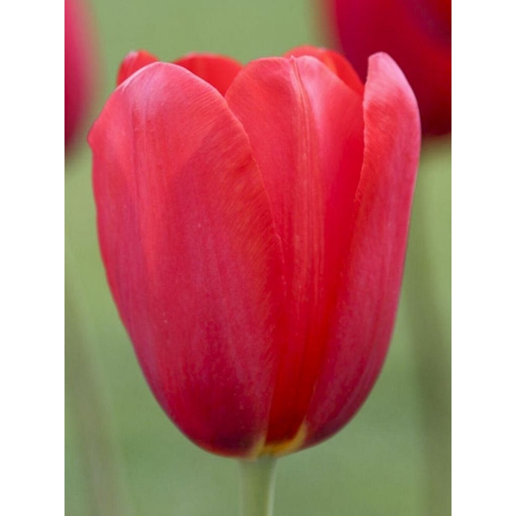Tulipano Sky High Scarlet