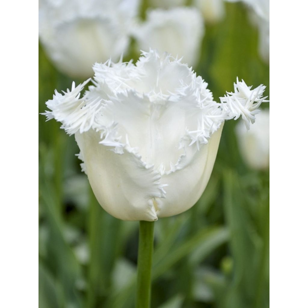 Tulipano sfrangiato Daytona