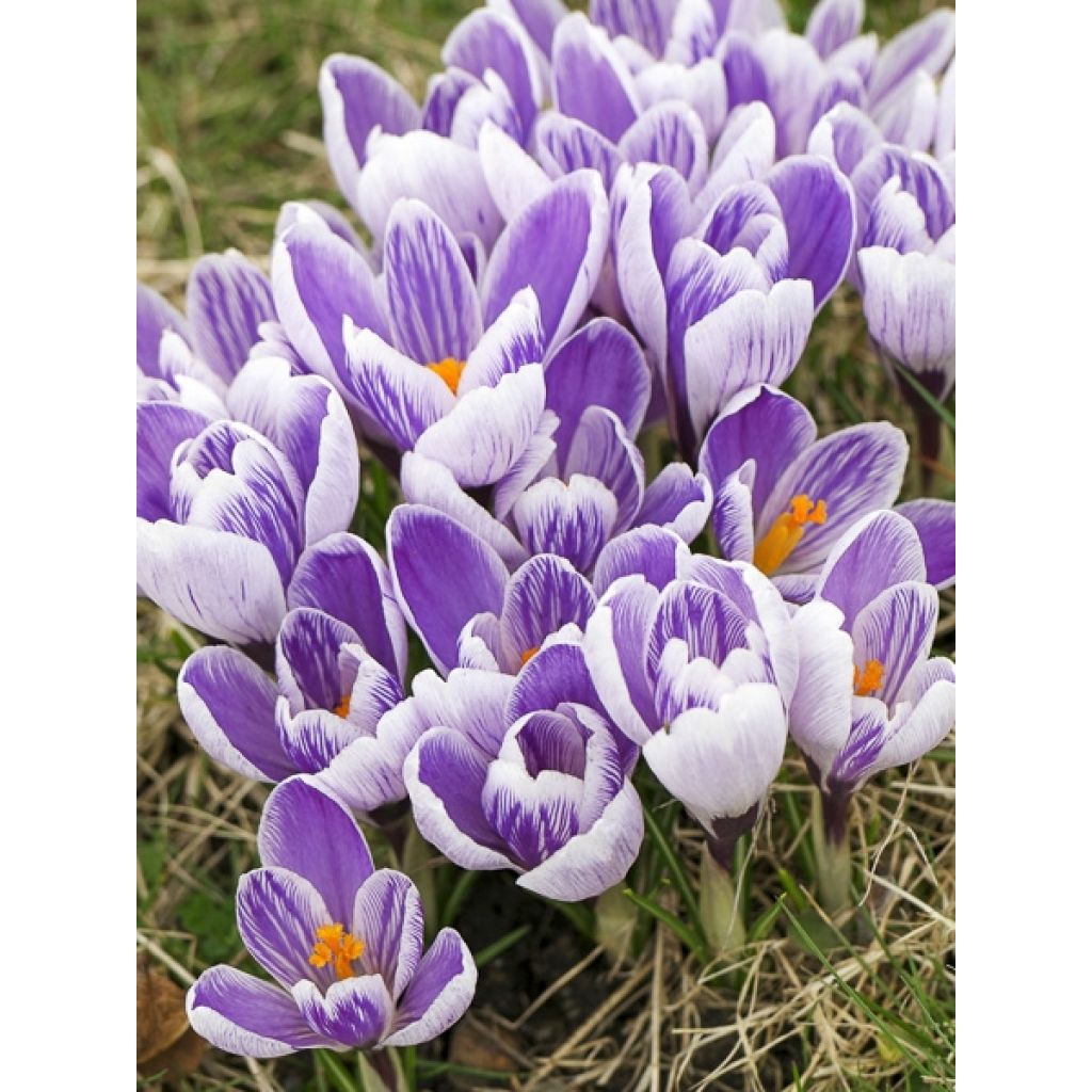 Crocus Pickwick - Croco