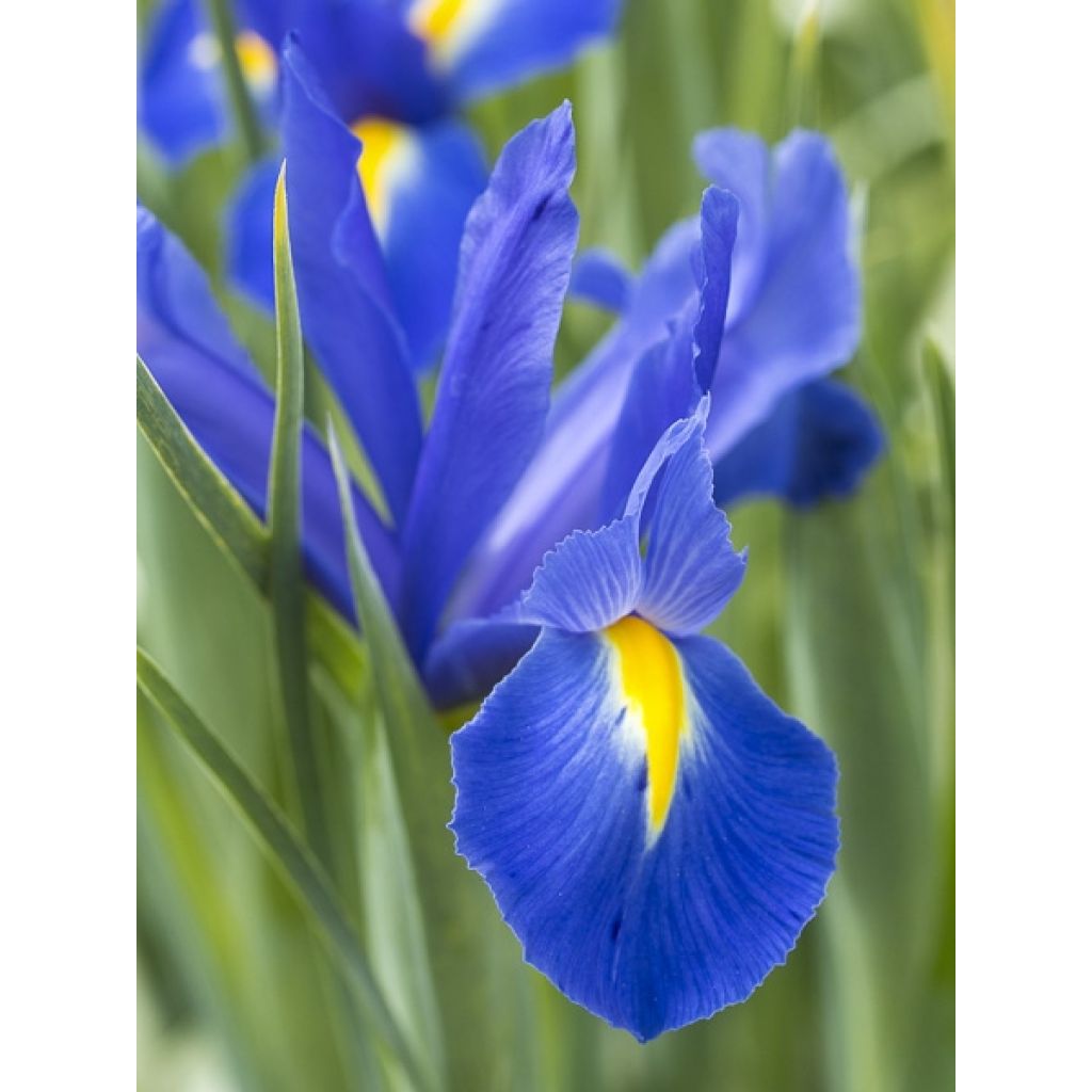 Iris hollandica Professor Blaauw - Iris olandesi