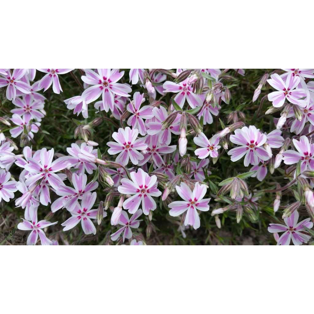 Phlox subulata Candy Stripes - Muscio rosa