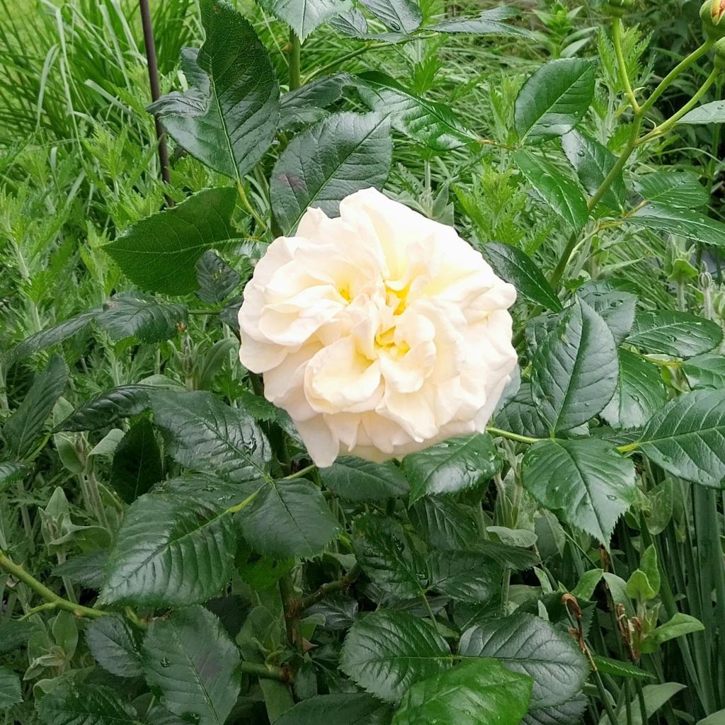 Rosa tappezzante Amber Voluptia