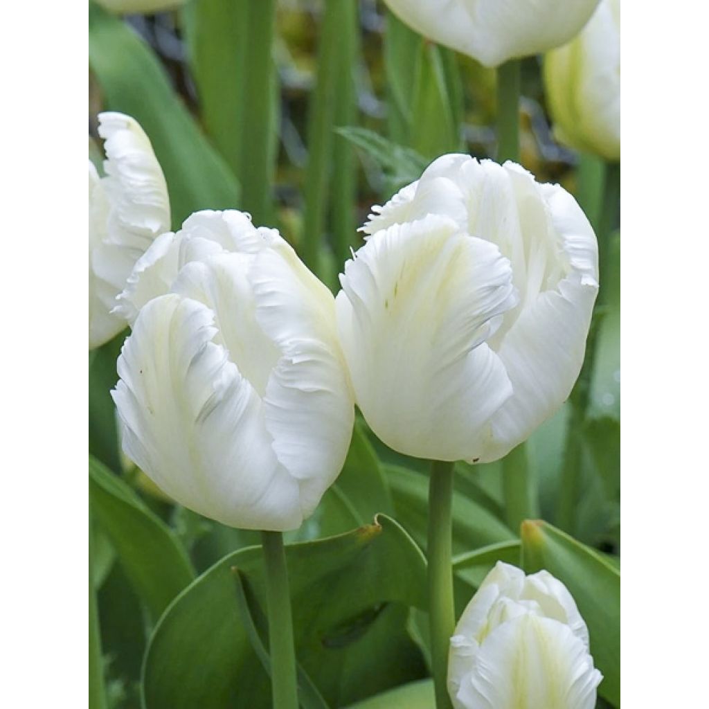 Tulipano Pappagallo Madonna