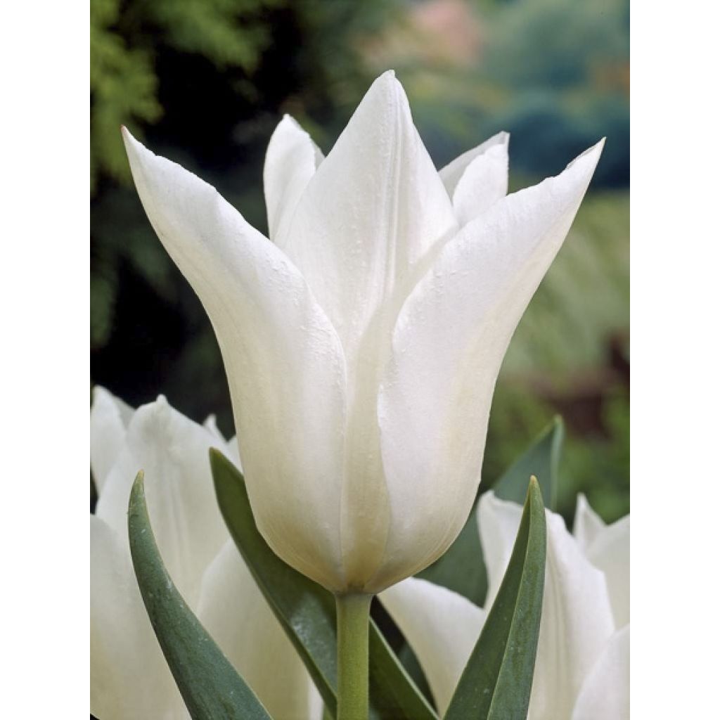 Tulipano Giglio White Triumphator