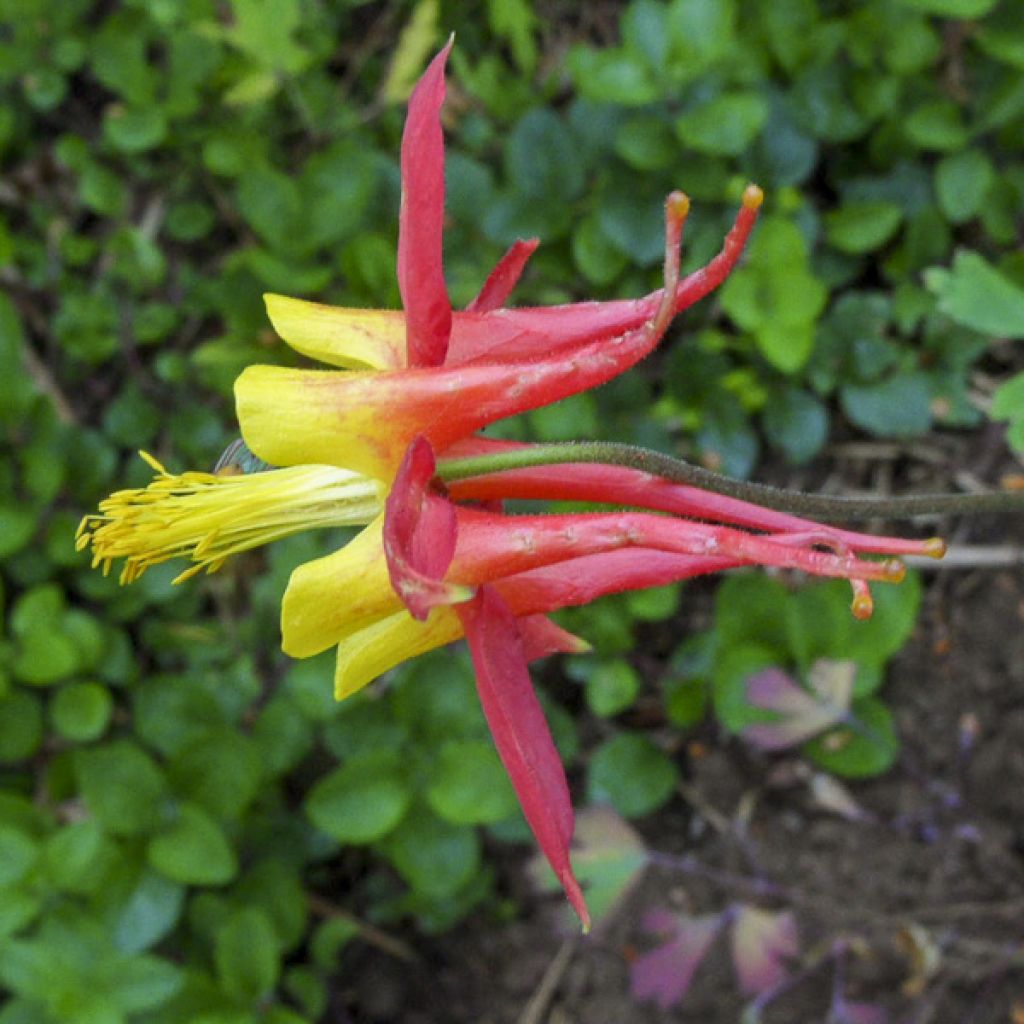 Aquilegia skinneri Tequila Sunrise