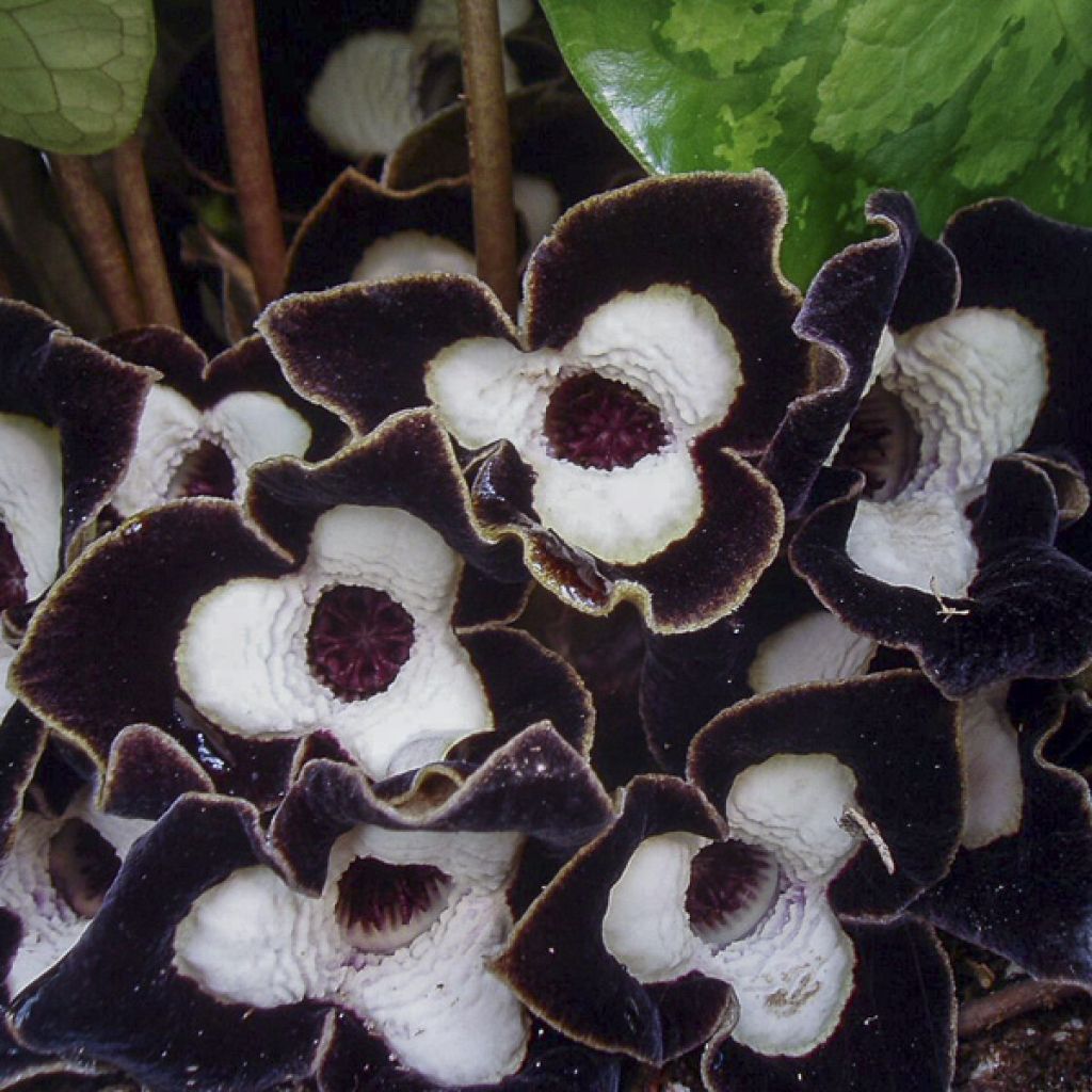 Asarum maximum Ling Ling - Asaro