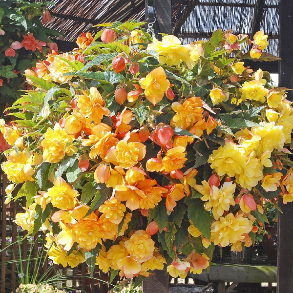Begonia Apricot Shades Improved F1
