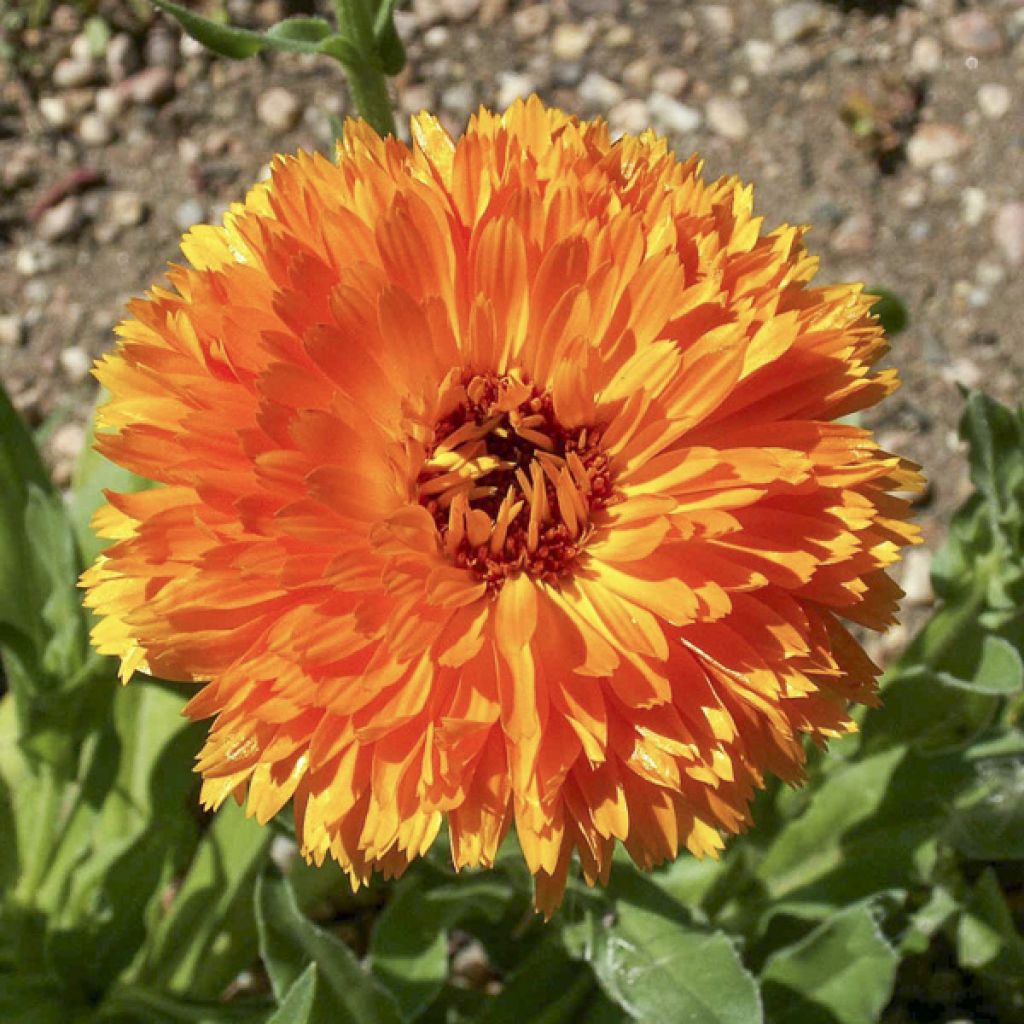 Calendula officinalis Ball’s Orange - Calendola