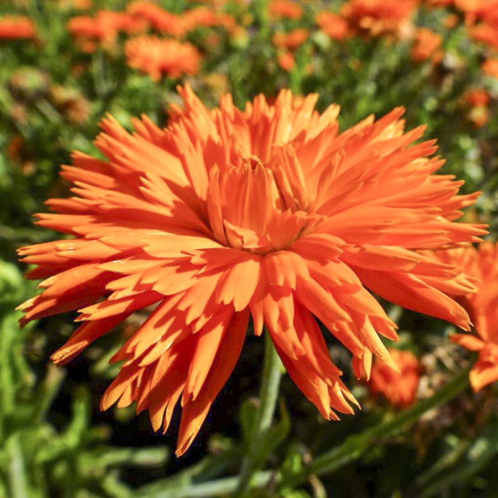 Calendula officinalis Porcupine - Calendola