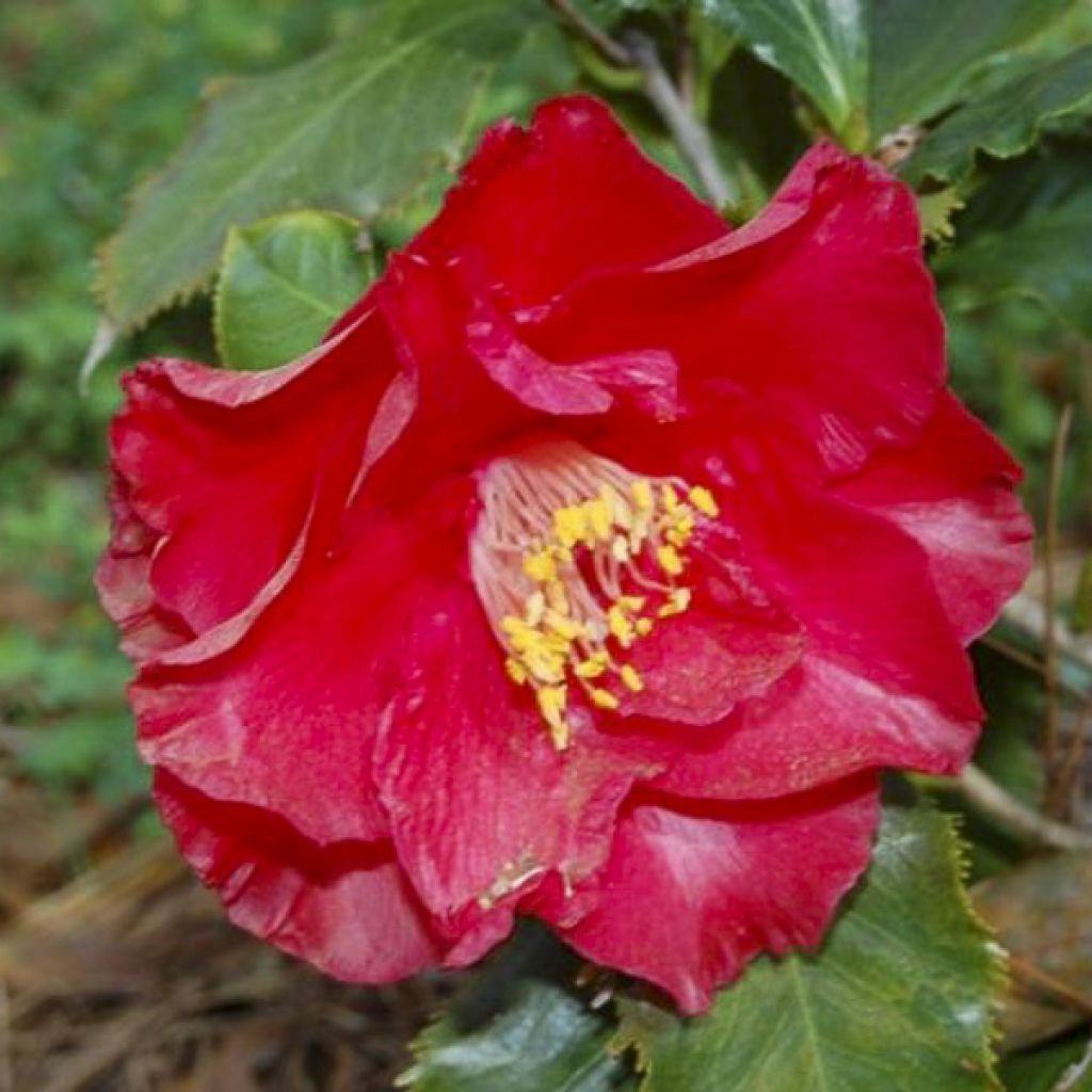 Camellia japonica Holly Bright