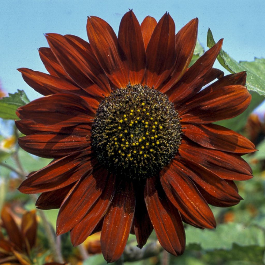 Girasole Velvet Queen