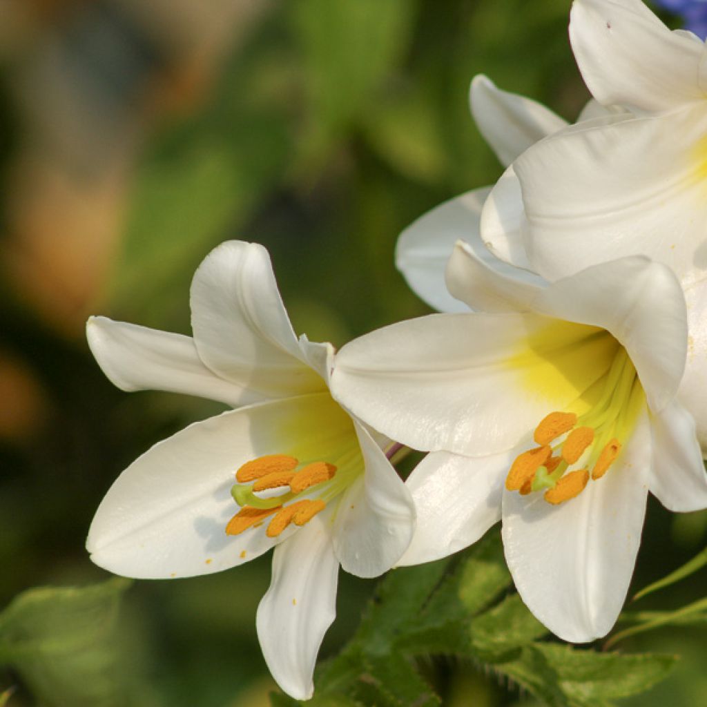 Lilium regale Album - Giglio regale