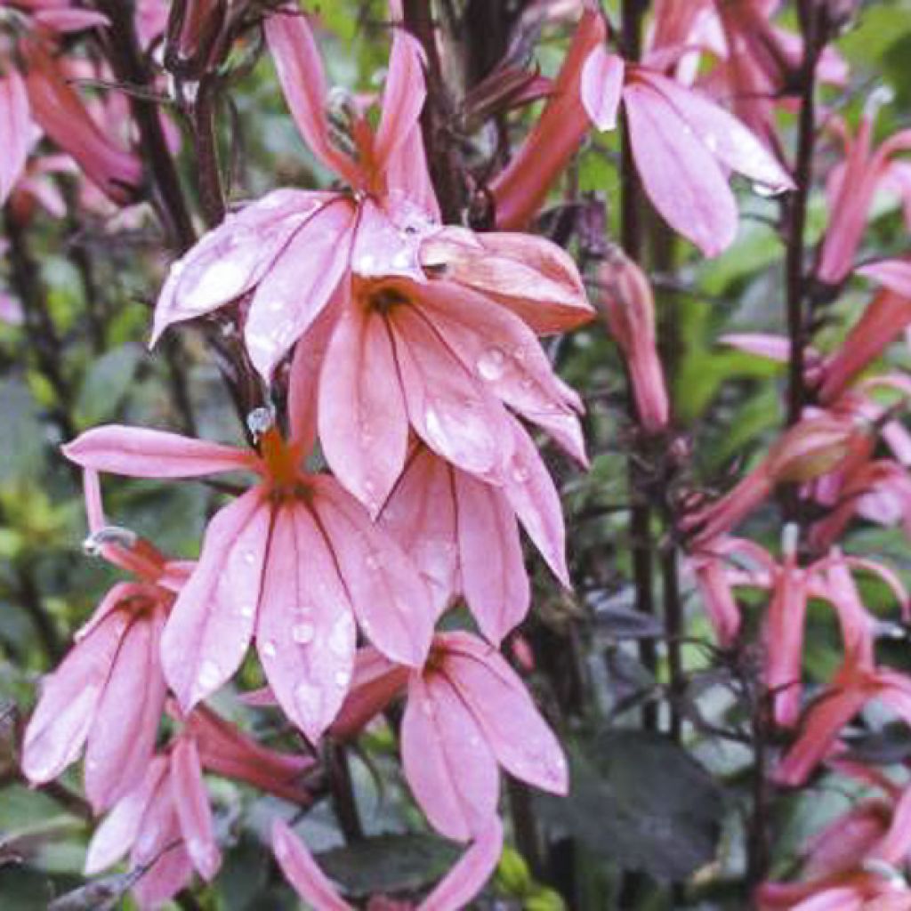 Lobelia Fan Orchid Rose