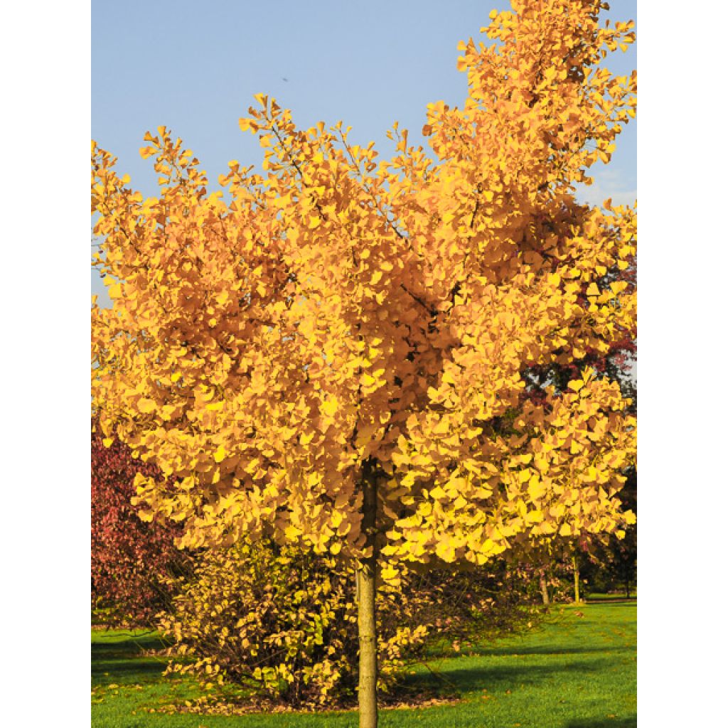 Ginkgo biloba Autumn Gold