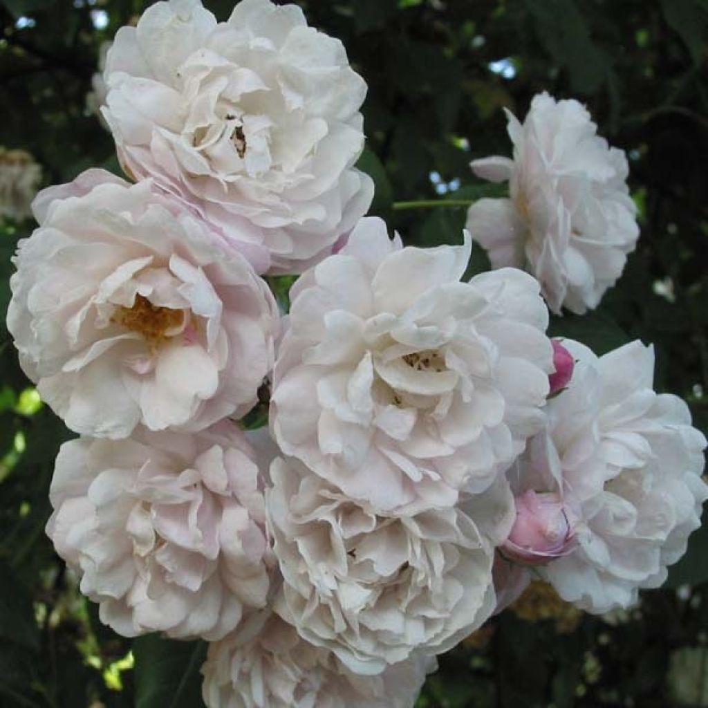 Rosa rampicante Blush Noisette