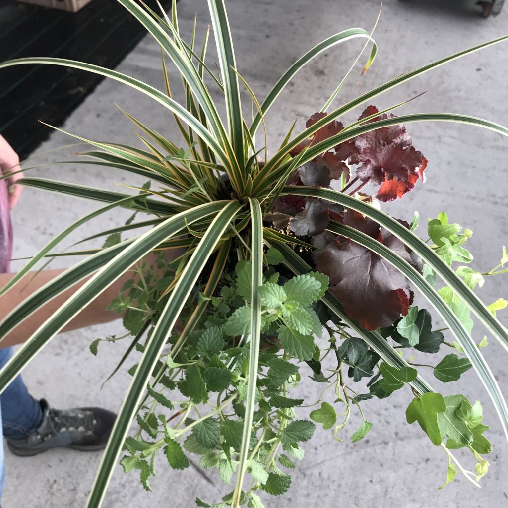 Composizione Magica d'Autunno - composizione di 4 piante