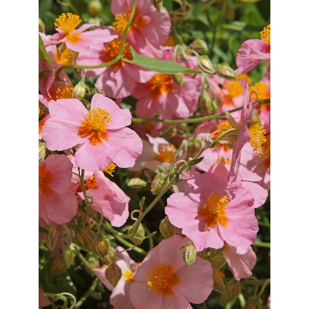Helianthemum Lawrenson's Pink - Eliantemo