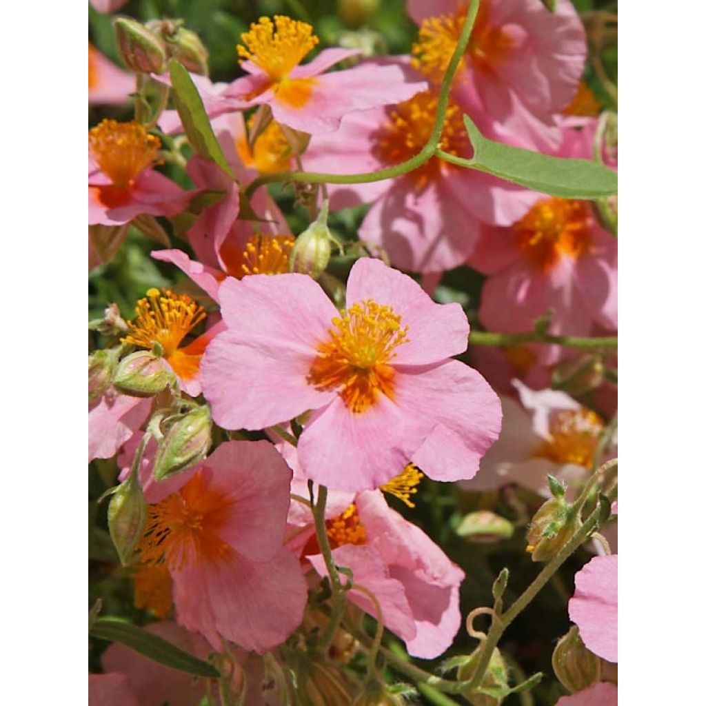 Helianthemum Lawrenson's Pink - Eliantemo