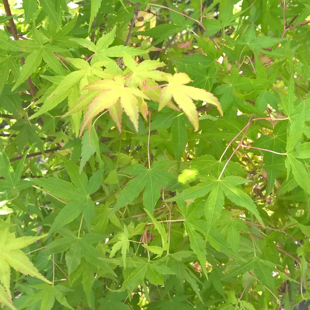 Acer palmatum Ueno Yama - Acero giapponese
