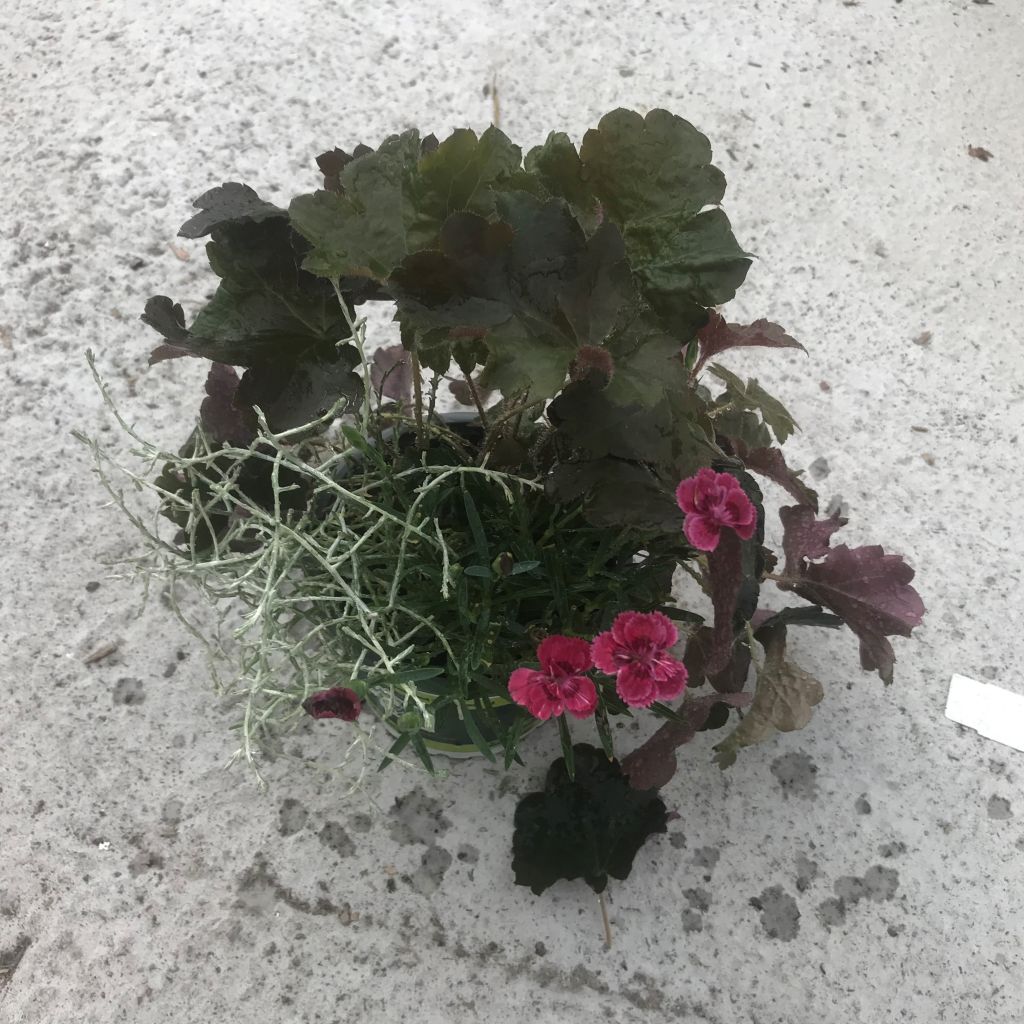 Composizione Passeggiata Mattutina - Composizione di 3 piante