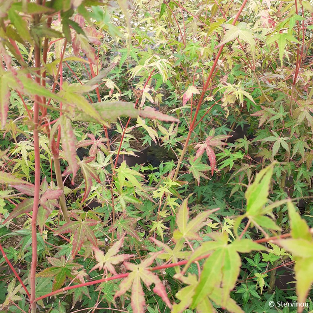 Acer palmatum Ueno Yama - Acero giapponese