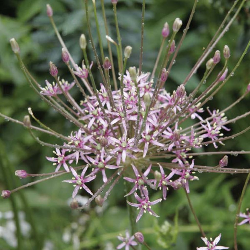 Allium schubertii - Aglio ornamentale