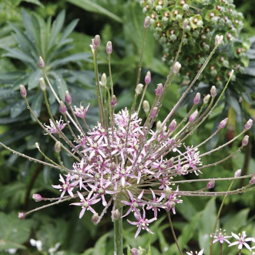 Allium schubertii - Aglio ornamentale