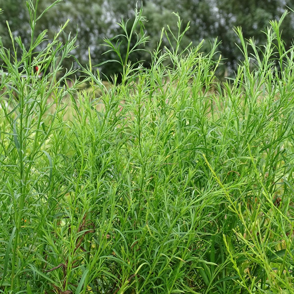Aster ericoides var. pringlei Monte Cassino