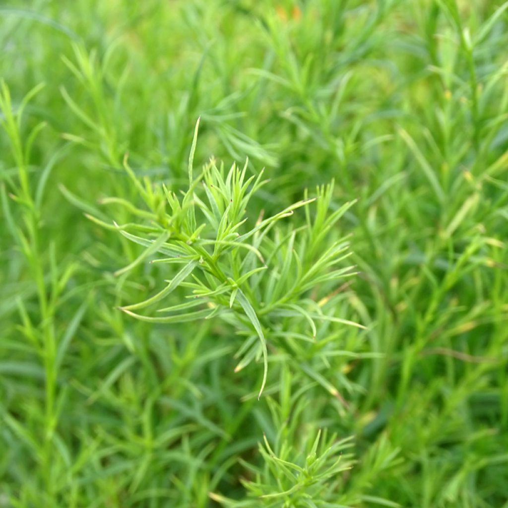 Aster ericoides var. pringlei Monte Cassino