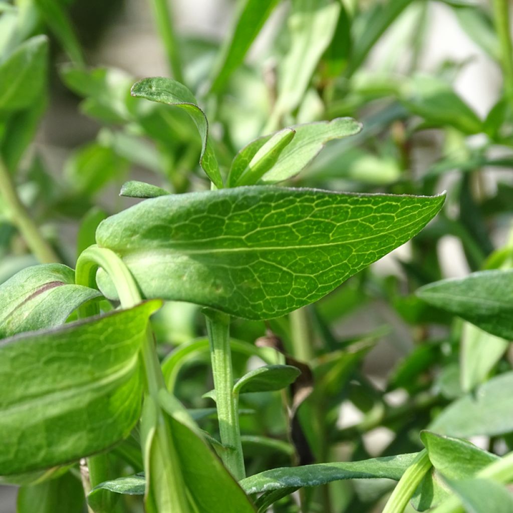 Aster novi-belgii White Lady - Astro settembrino