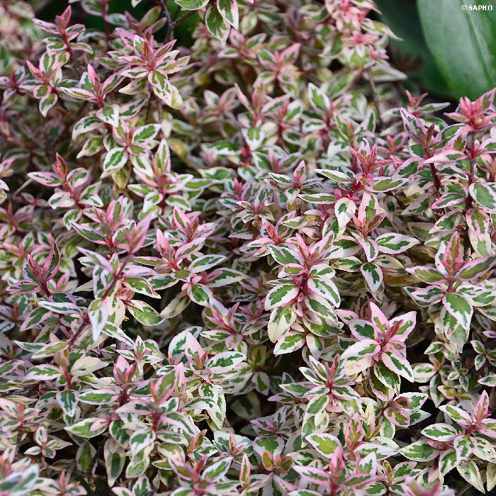 Abelia grandiflora Pink Lady - Abélia à grandes fleurs