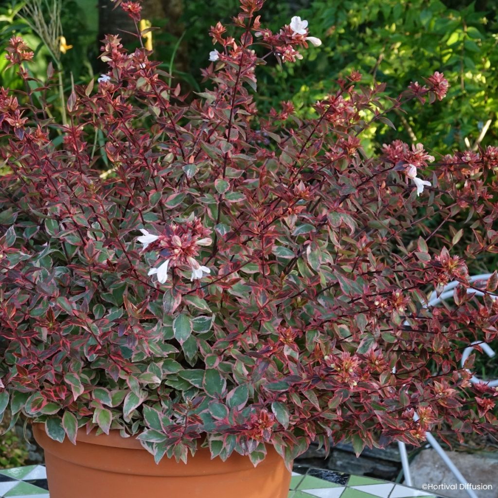 Abelia grandiflora Psykedelik