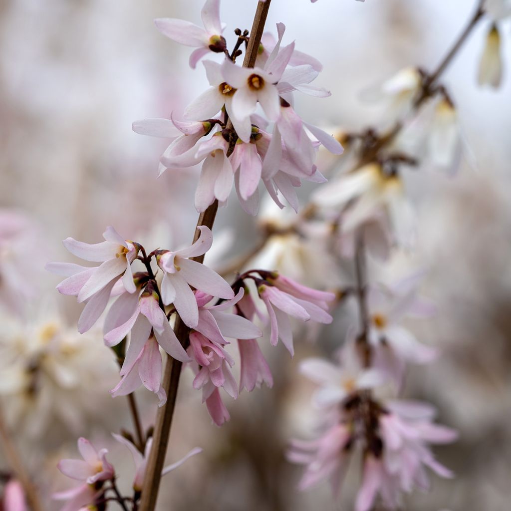 Abeliophyllum distichum Roseum - Forsizia bianca